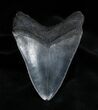 / Inch Georgia Megalodon Tooth - Serrated #1381-2